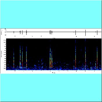 Pimelodus blochii_spectrogram.png